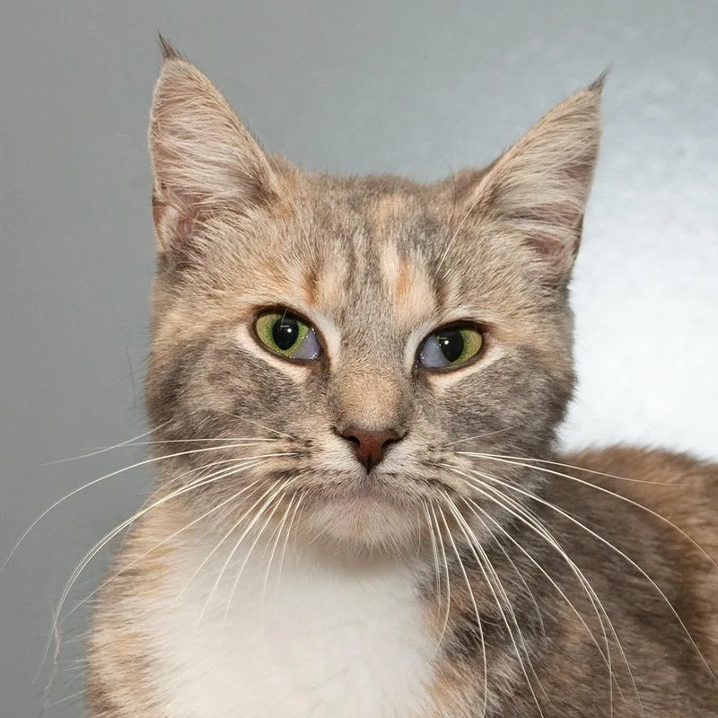 A young small-sized female Domestic Short Hair cat named Birdie for adoption in Troy, OH