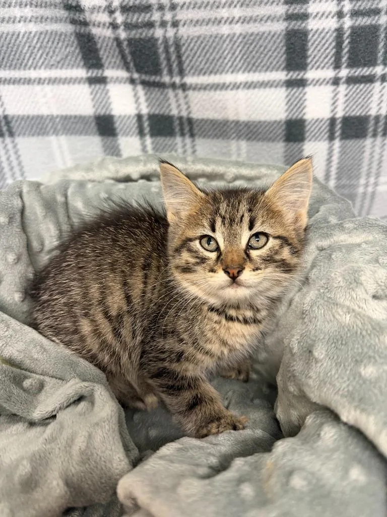 A baby small-sized male Domestic Short Hair cat named Timon for adoption in Algona, IA