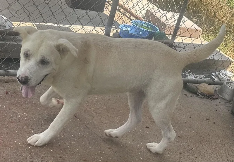 An adult medium-sized male White / Cream Mixed Breed dog named Rufus for adoption in Bruce, MS