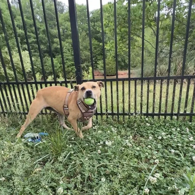 An adult medium-sized female Yellow / Tan / Blond / Fawn American Staffordshire Terrier dog named Josie for adoption in Lancaster, SC