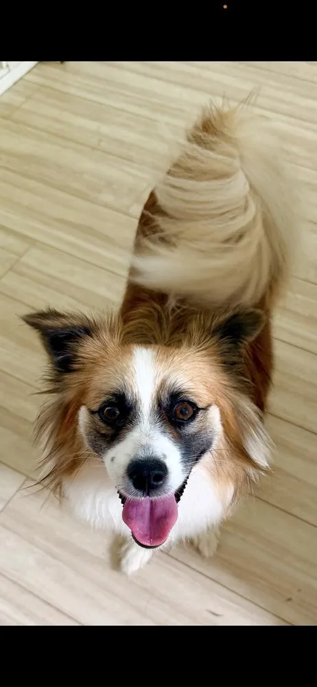 An adult small-sized female Tricolor (Brown, Black, & White) Shepherd dog named Brownie for adoption in Irwin, PA