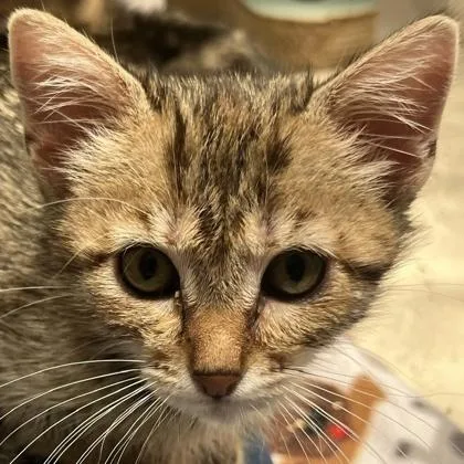 A baby medium-sized female Domestic Short Hair cat named Piglet for adoption in Pleasanton, CA