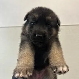 A baby medium-sized female Black Shepherd dog named Ashley Olson for adoption in Oceanside, CA