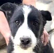 A baby medium-sized male Black Border Collie dog named Luke Skywalker for adoption in San Luis, CO