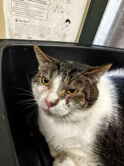A baby small-sized male Domestic Short Hair cat named Chandler for adoption in Burlington, WA