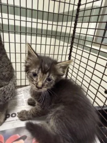 A baby small-sized female Domestic Short Hair cat named Bun Bun for adoption in Van Nuys, CA
