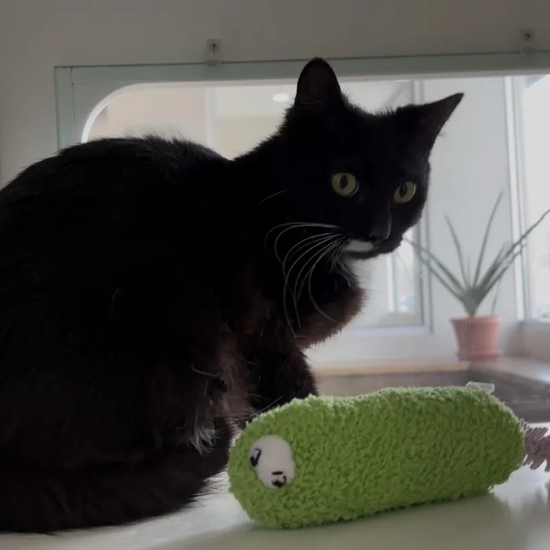 An adult medium-sized female Black Domestic Short Hair cat named Love for adoption in Oak Park, IL