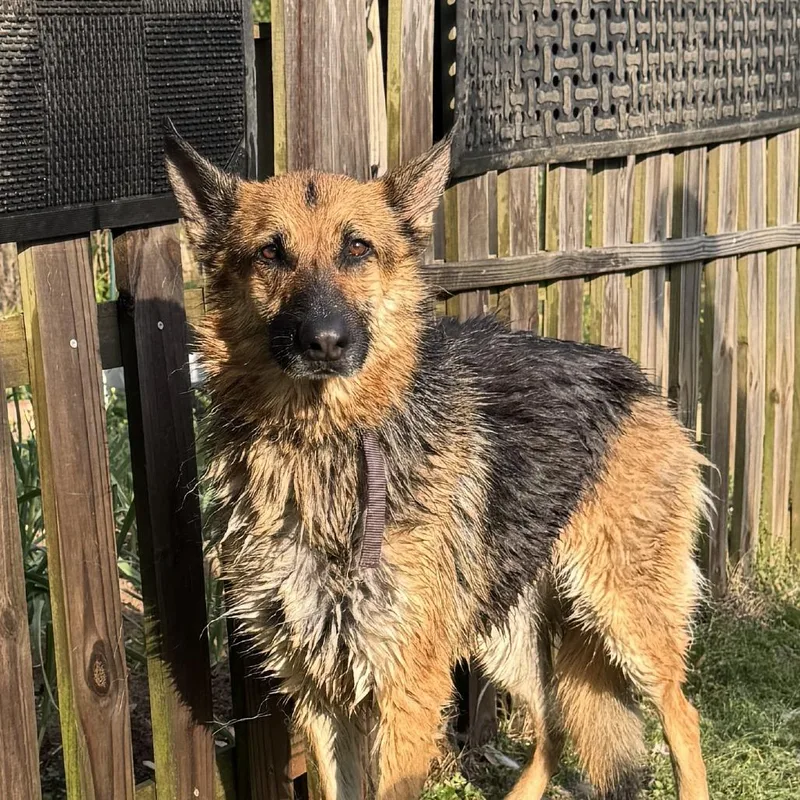 An adult large-sized female Brown / Chocolate German Shepherd Dog dog named Kathy for adoption in Greensboro, NC