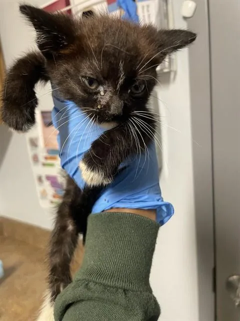A baby small-sized male Domestic Short Hair cat named Matata for adoption in Tallahassee, FL