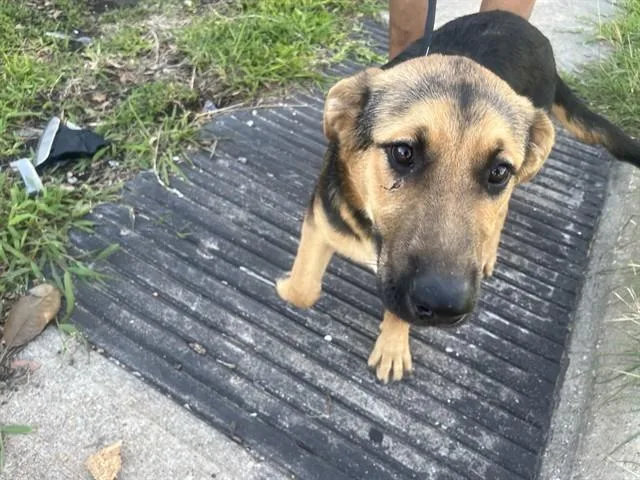 A baby medium-sized male German Shepherd Dog dog named Roy for adoption in Garland, TX
