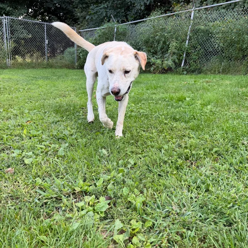 An adult small-sized male Yellow Labrador Retriever dog named Marley for adoption in Blair, WI