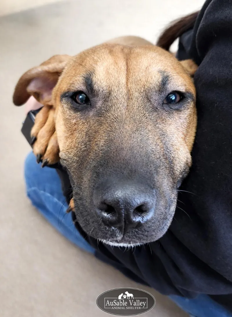 Buttercup thumbnail 2