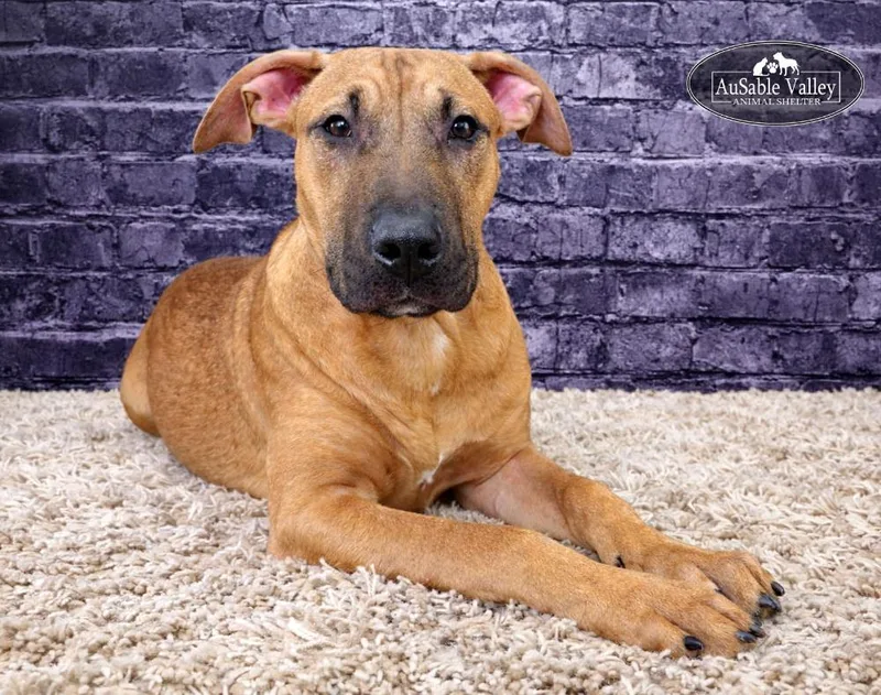 Buttercup thumbnail 3