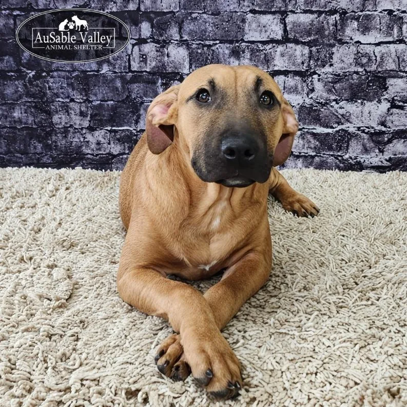 Buttercup thumbnail 4