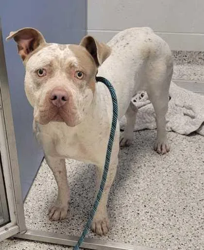 An adult extra large-sized female White / Cream Pit Bull Terrier dog named Cookie Dough for adoption in Kansas City, MO
