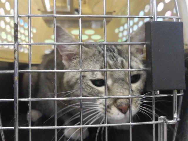 A young medium-sized female Domestic Short Hair cat named Mia for adoption in Omaha, NE
