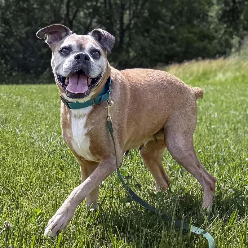 A senior medium-sized female Boxer dog named Olive for adoption in Woodbury, MN