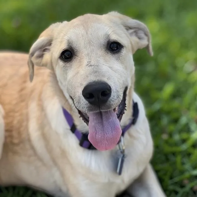 A young large-sized female Labrador Retriever dog named Twyla for adoption in San Diego, CA