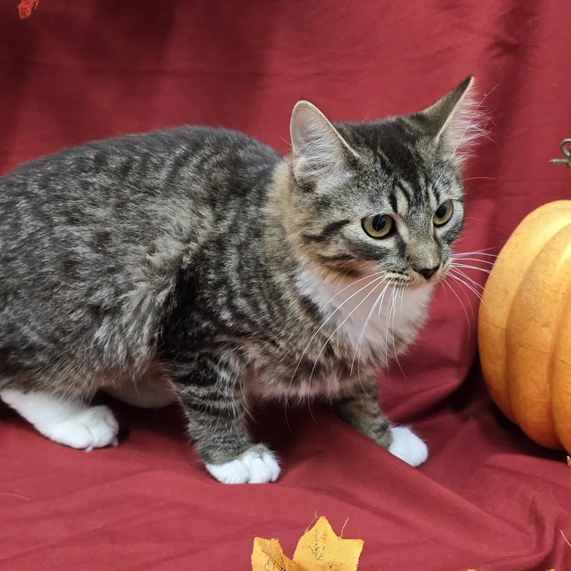 A young medium-sized female Tabby (Gray / Blue / Silver) Domestic Long Hair cat named Tabasco for adoption in Payson, AZ