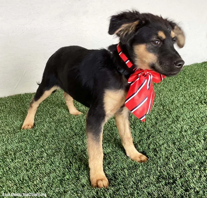 A baby medium-sized female Black German Shepherd Dog dog named Audra for adoption in San Diego, CA