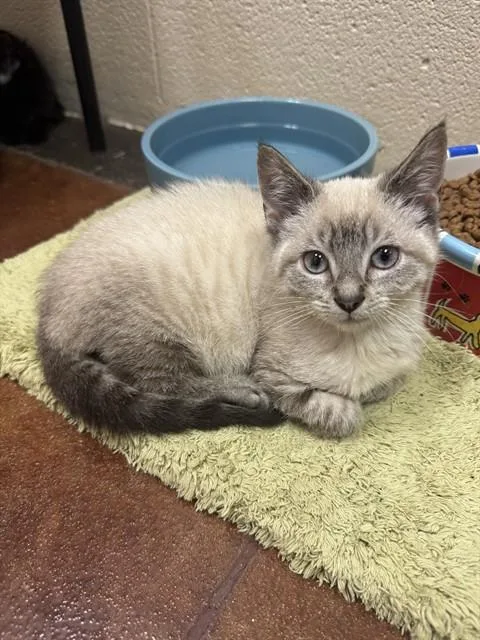 A baby small-sized male Domestic Short Hair cat named Hemlock for adoption in Louisville, KY
