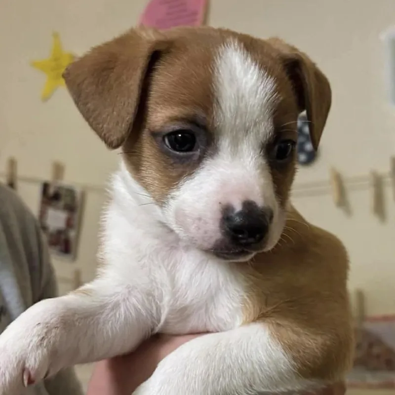 A baby small-sized male Yellow / Tan / Blond / Fawn Dachshund dog named Squash for adoption in Columbia Station, OH