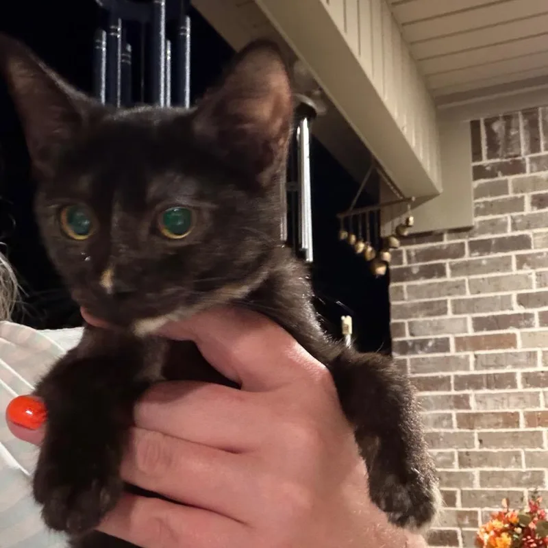A baby small-sized female American Shorthair cat named Sassy for adoption in mount vernon, AR