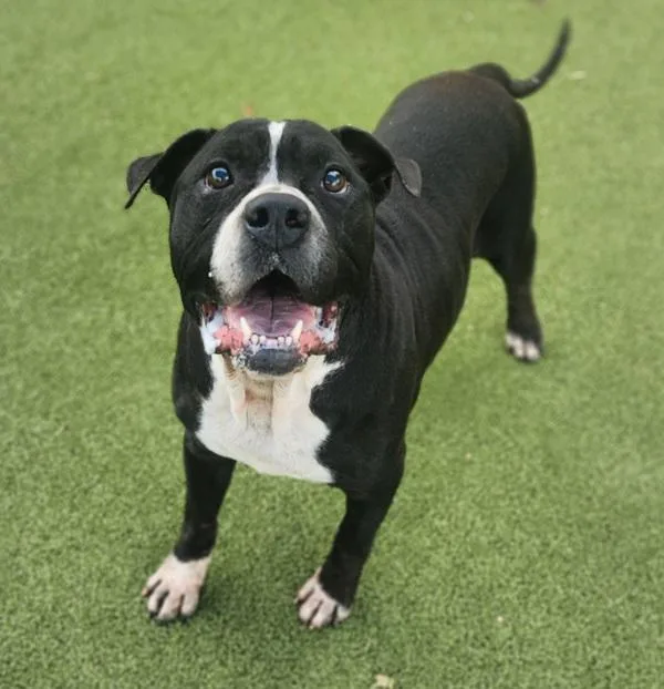 An adult large-sized male Mixed Breed dog named Lupe Fiasco for adoption in Austin, TX
