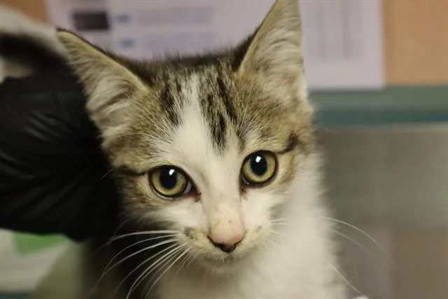 A baby small-sized male Domestic Short Hair cat named Nugget for adoption in Columbia, SC