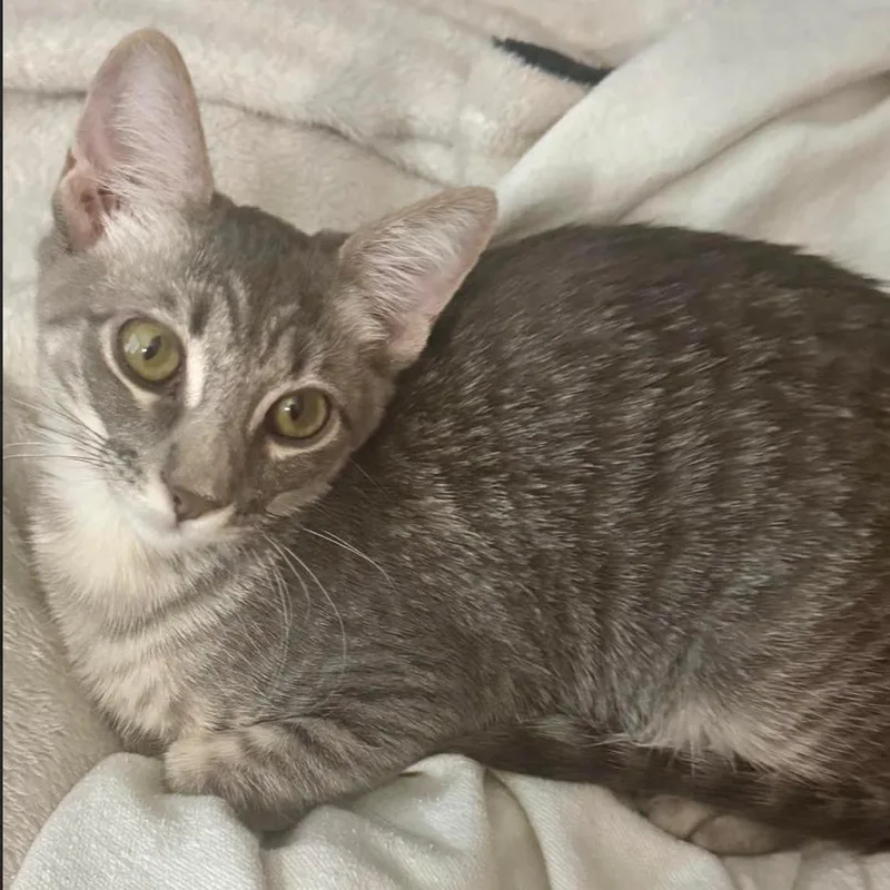 A baby small-sized female Gray / Blue / Silver Domestic Short Hair cat named Alvini for adoption in League City, TX