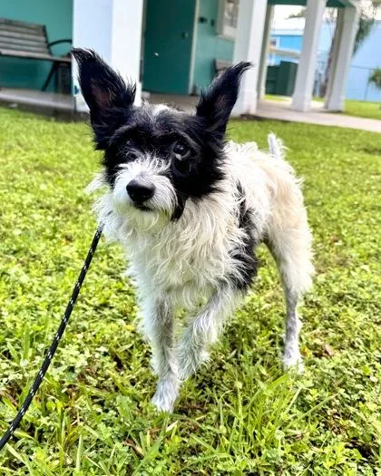An adult small-sized male Mixed Breed dog named Fitzgerald for adoption in Vero Beach, FL