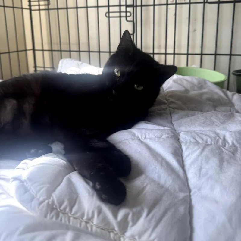 An adult small-sized female Black Domestic Short Hair cat named Autumn for adoption in Pacific Palisades, CA