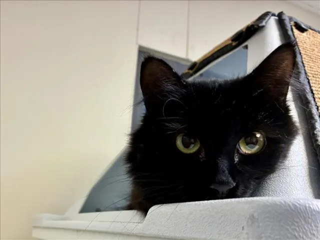 A young medium-sized female Domestic Long Hair cat named Demi for adoption in Santa Fe, NM