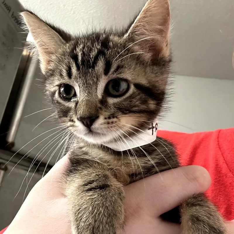 A baby small-sized male Gray / Blue / Silver Domestic Short Hair cat named Bobcat for adoption in Leander, TX
