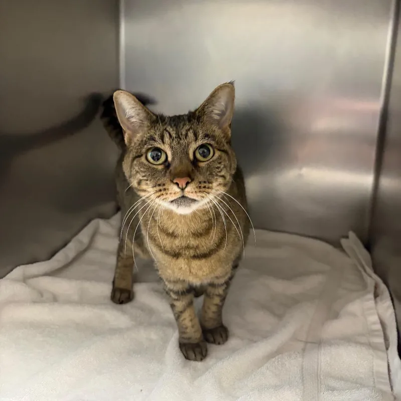 A senior medium-sized female Brown / Chocolate Domestic Short Hair cat named Tiger Lily for adoption in Council Bluffs, IA