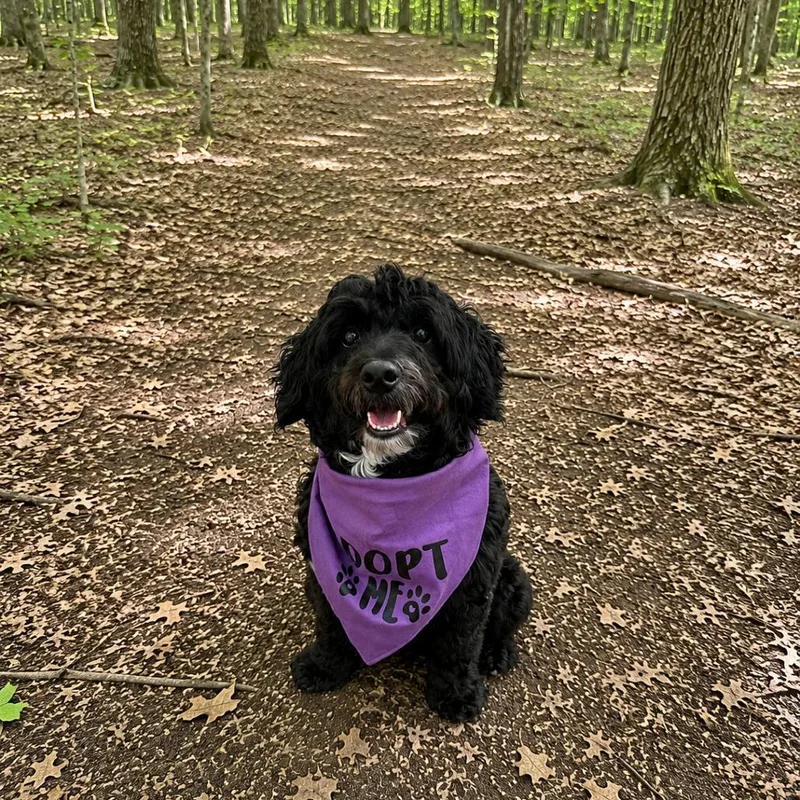 An adult small-sized male Black Shih Tzu dog named Mister for adoption in Hopkinton, MA