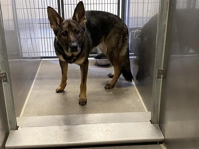 An adult medium-sized male Belgian Shepherd / Malinois dog named Codie for adoption in Modesto, CA