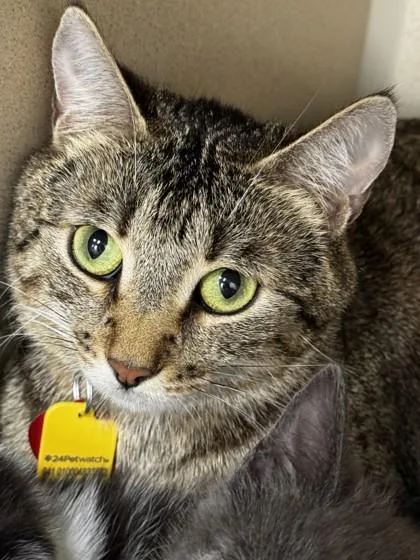 An adult medium-sized female Tabby (Brown / Chocolate) Domestic Short Hair cat named Margot for adoption in Stanwood, WA