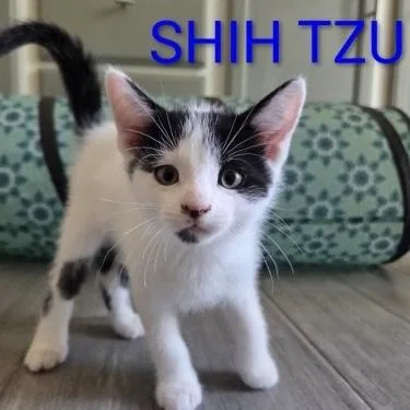 A baby small-sized male Black & White / Tuxedo Domestic Short Hair cat named Shih Tzu for adoption in Bentonville, AR