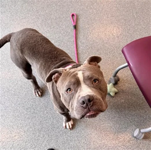 An adult large-sized male Pit Bull Terrier dog named Pico for adoption in Toledo, OH