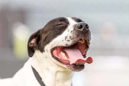 An adult medium-sized male Mixed Breed dog named Thunder for adoption in West Chester, PA