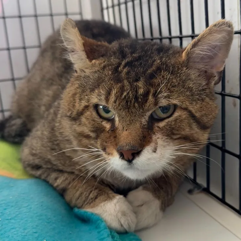 An adult large-sized male Domestic Short Hair cat named Chex for adoption in Ewing, NJ