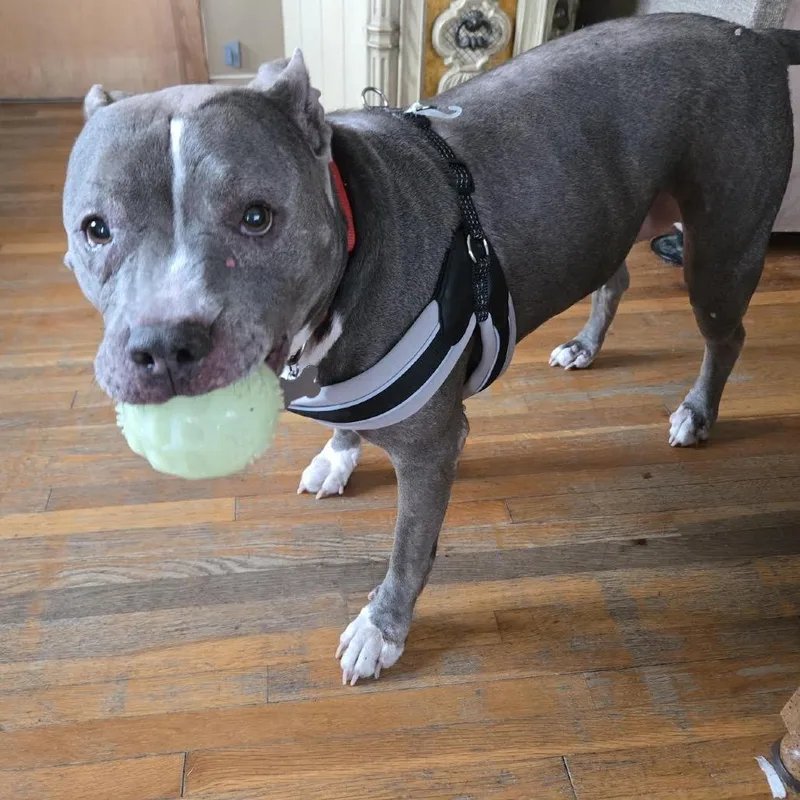 Grayce D thumbnail 4