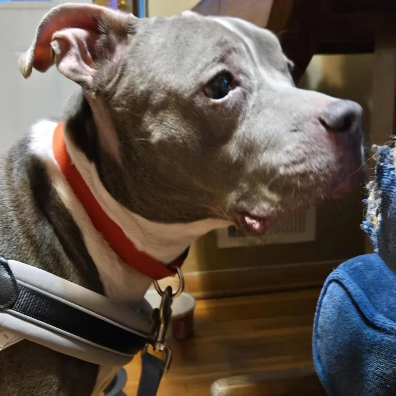 Grayce D thumbnail 5