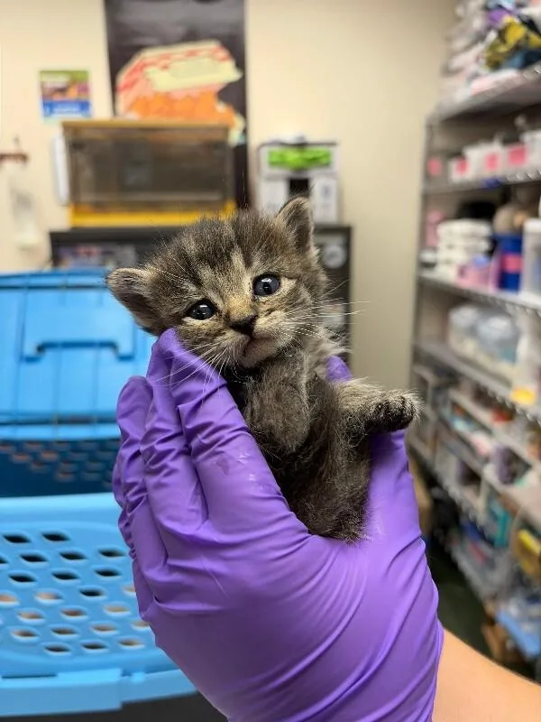 A baby medium-sized female Tabby (Brown / Chocolate) Domestic Short Hair cat named Deb for adoption in Fruit Heights, UT