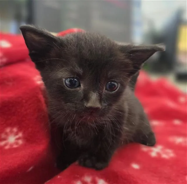 A baby medium-sized male Domestic Short Hair cat named Alfred for adoption in Dallas, TX