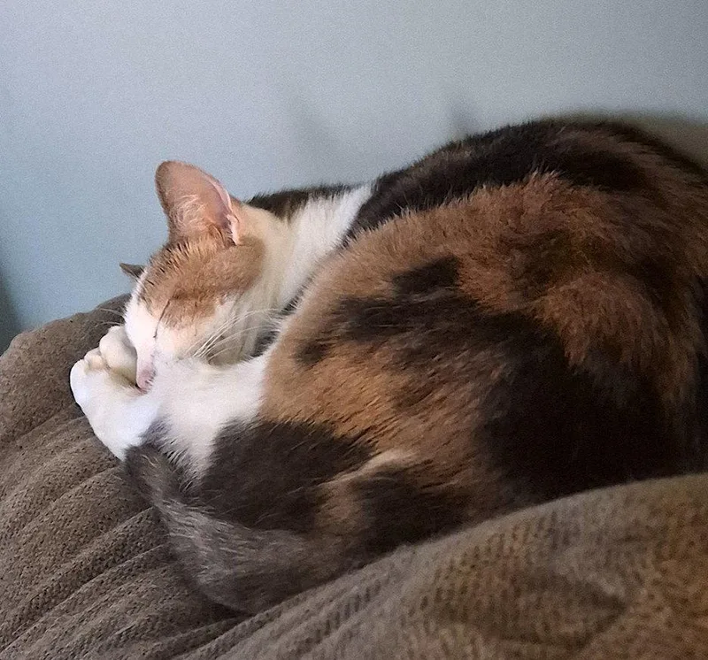 An adult large-sized female Domestic Short Hair cat named Spunky for adoption in Albemarle, NC