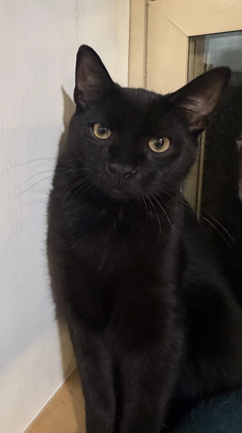 A baby medium-sized male Black Domestic Short Hair cat named Ozzy wZepplin for adoption in Stewartsville, NJ