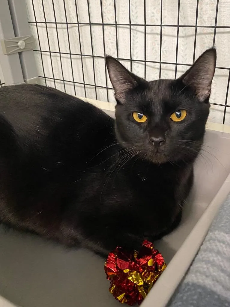 A baby small-sized female Domestic Short Hair cat named Cinder for adoption in Grants Pass, OR