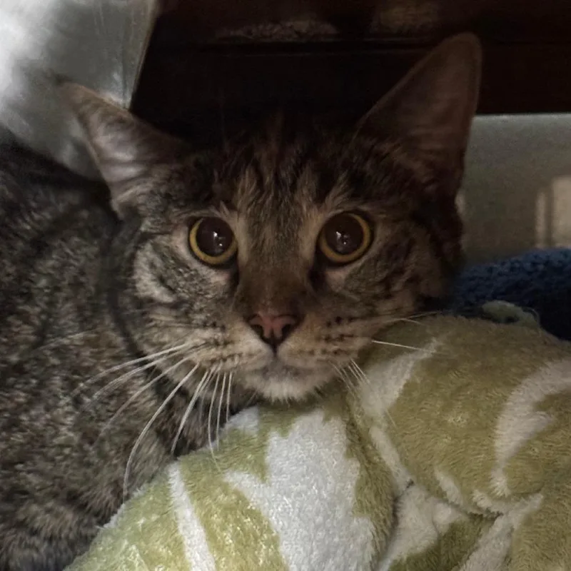 An adult medium-sized female Brown / Chocolate Domestic Short Hair cat named Bailey for adoption in Point Richmond, CA
